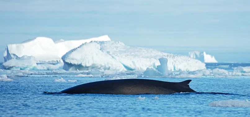Thousands of Giant Whales Flock to East Greenland Waters Following Melting Sea Ice
